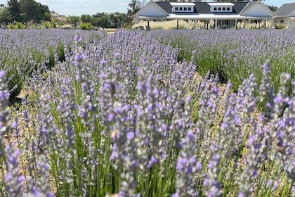 Half-day Wine and Olive Oil Tasting and Lavender Farm Tour