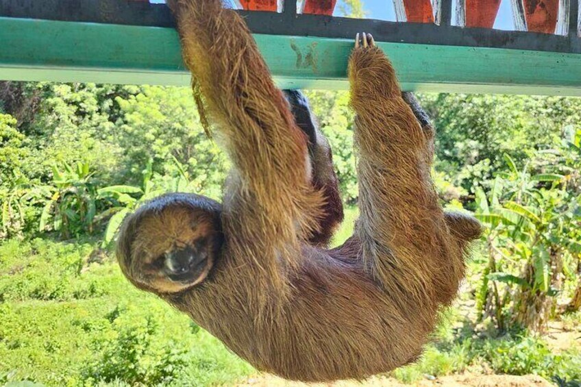 Roatan Glass Bottom Boat with Wildlife and Chocolate/Rum Tasting