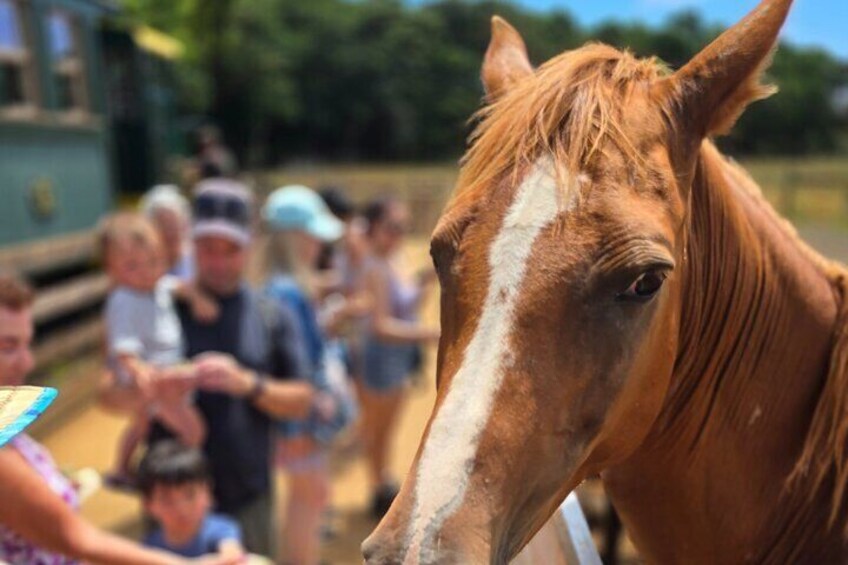 Feed the animals at Kilohana 