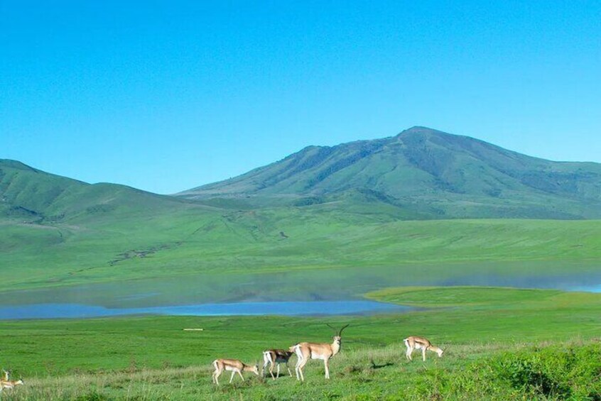 Kusasenri is a vast grassland with a pond, grazing cattle, and seasonal views.