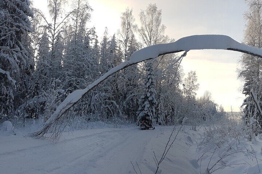 Winter Forest Ride with Snow Sledge in Finland