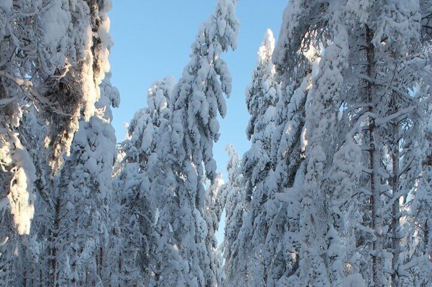 Winter Forest Ride with Snow Sledge in Finland