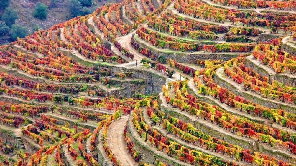 Private Premium Wine Tour in the Douro Valley