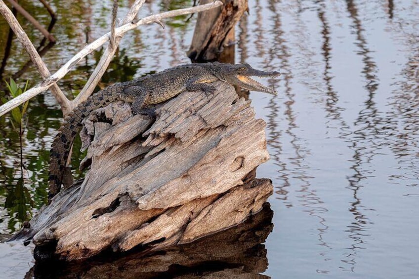 Private Wildlife Tour in Avellanas Beach