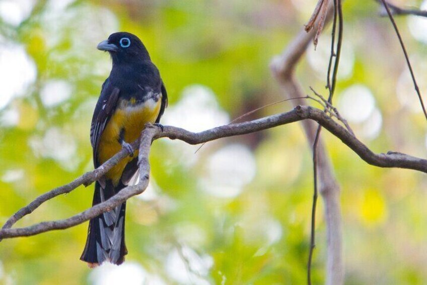 Private Wildlife Tour in Avellanas Beach