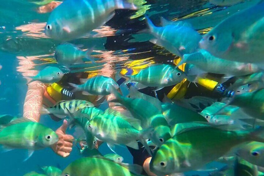 Guest surrounded by a school of fish