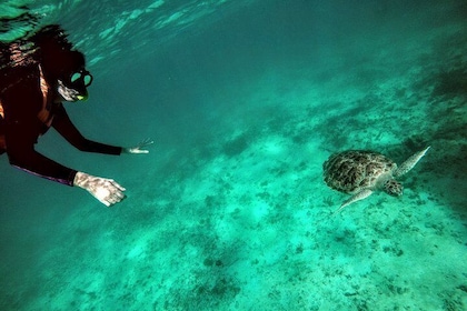 Tour privato di cenote e snorkeling con tartarughe ad Akumal