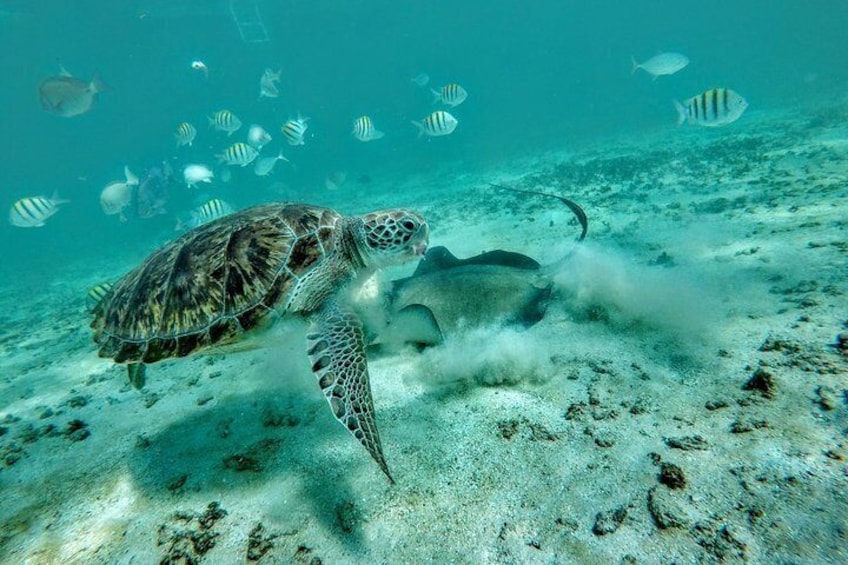 Private Cenote & Snorkeling Tour with Turtles in Akumal