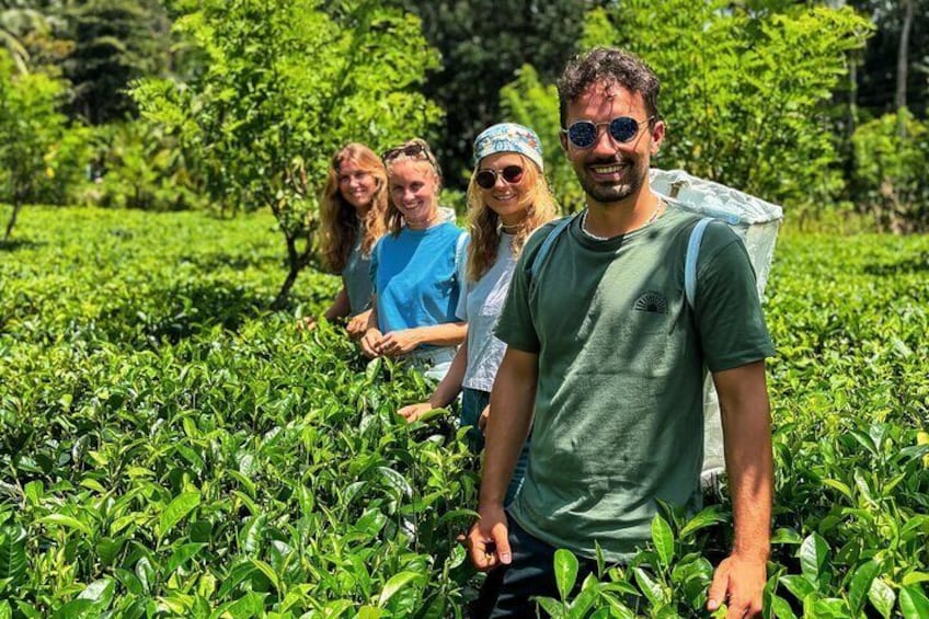 tea plucking