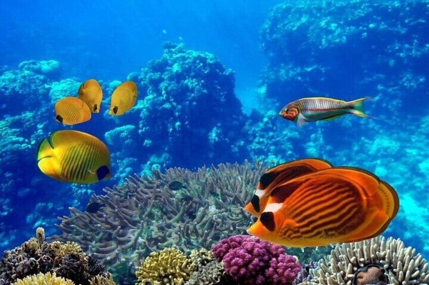 White Island and Ras Mohamed VIP Cruise Tour from Sharm el Sheikh