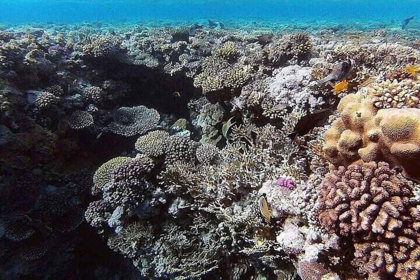 White Island and Ras Mohamed VIP Cruise Tour from Sharm el Sheikh