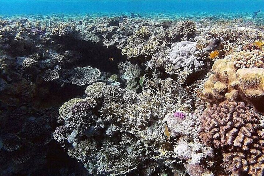 White Island and Ras Mohamed VIP Cruise Tour from Sharm el Sheikh
