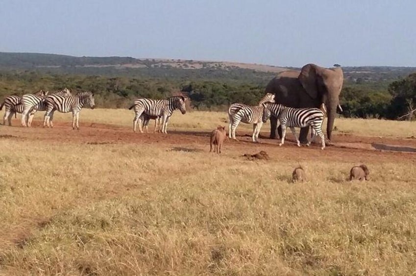 Addo is home to the Big 5!