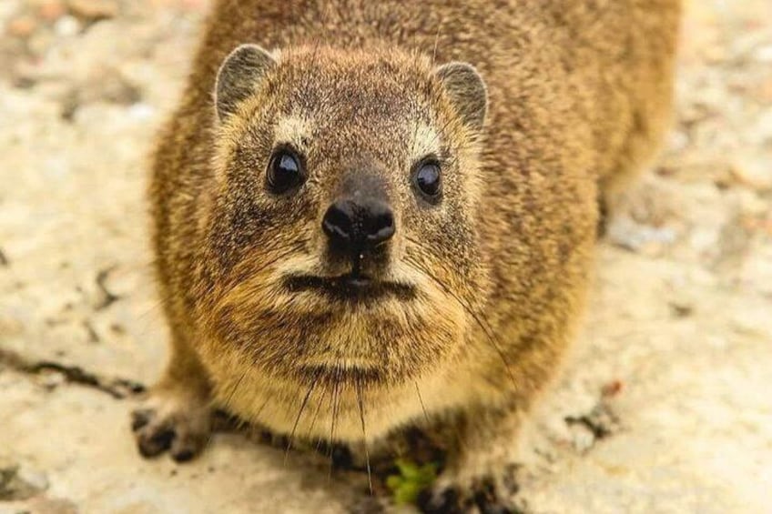 Get to see different animals along the journey, like this Dassie - The closest living relatives to the elephant