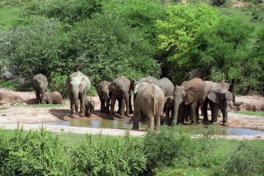 Addo National Park has the highest concentration of African Elephants 