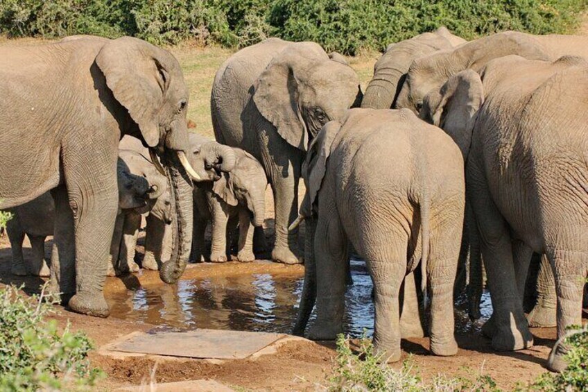 Best Elephant Sightings Ever