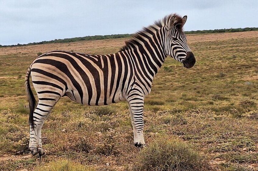 Addo Elephant National Park Tour - Full day of Wildlife Wonders