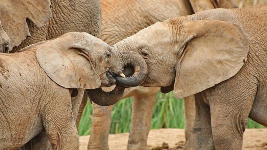 Addo Elephant National Park - a true delight!