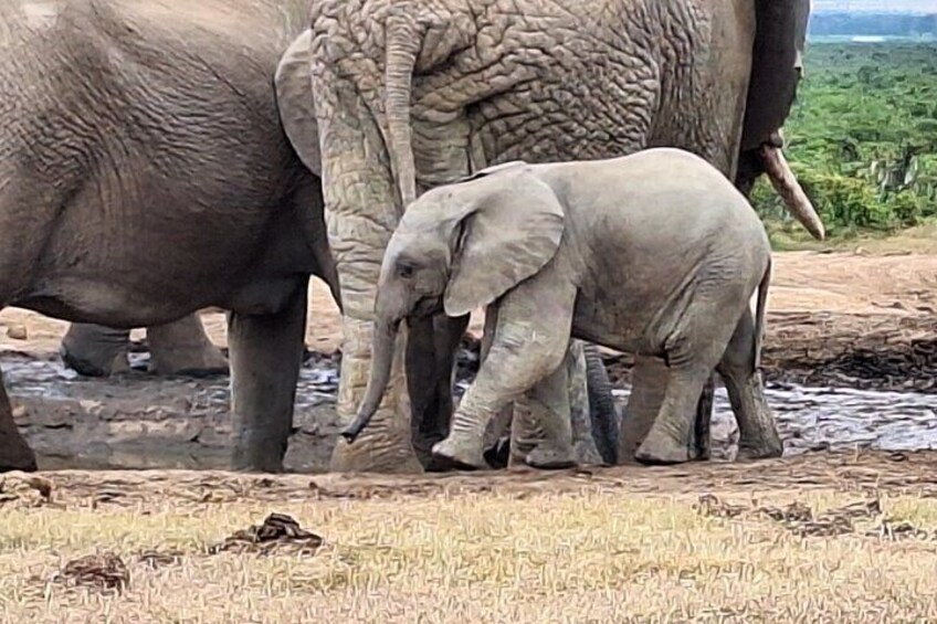 Addo Elephant National Park Tour - Full day of Wildlife Wonders
