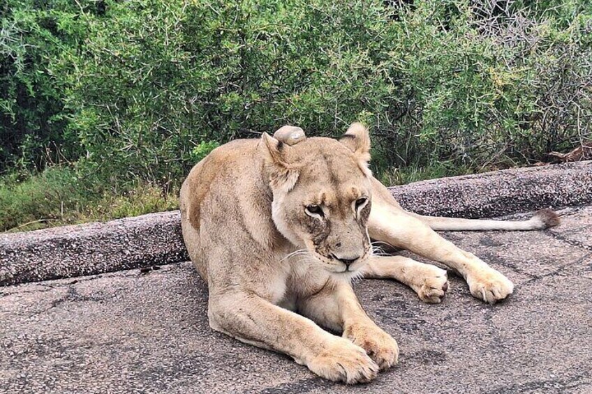 Addo Elephant National Park Tour - Full day of Wildlife Wonders