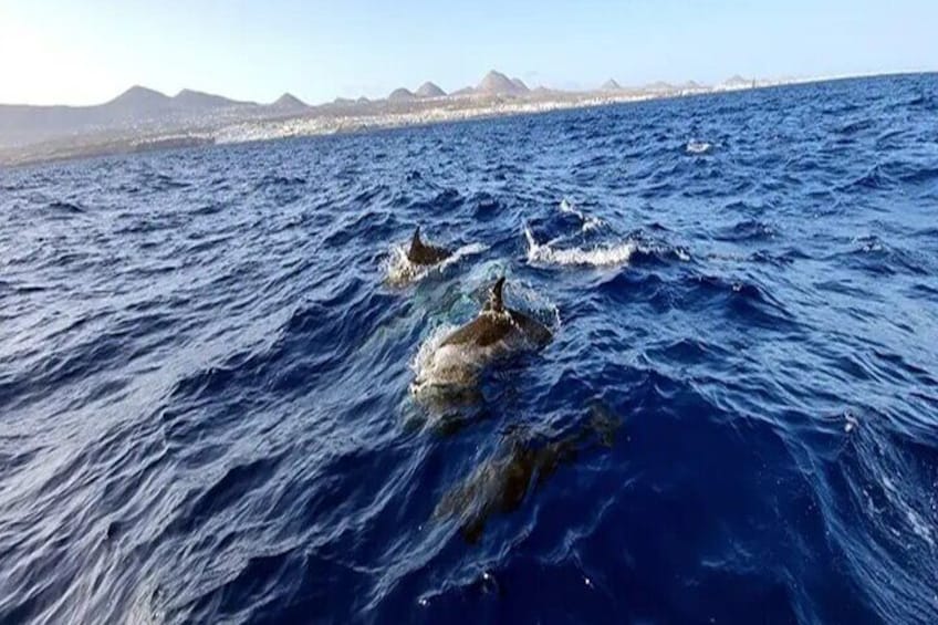 Dolphin Watching and Bathing in Papagayo Lanzarote Beach
