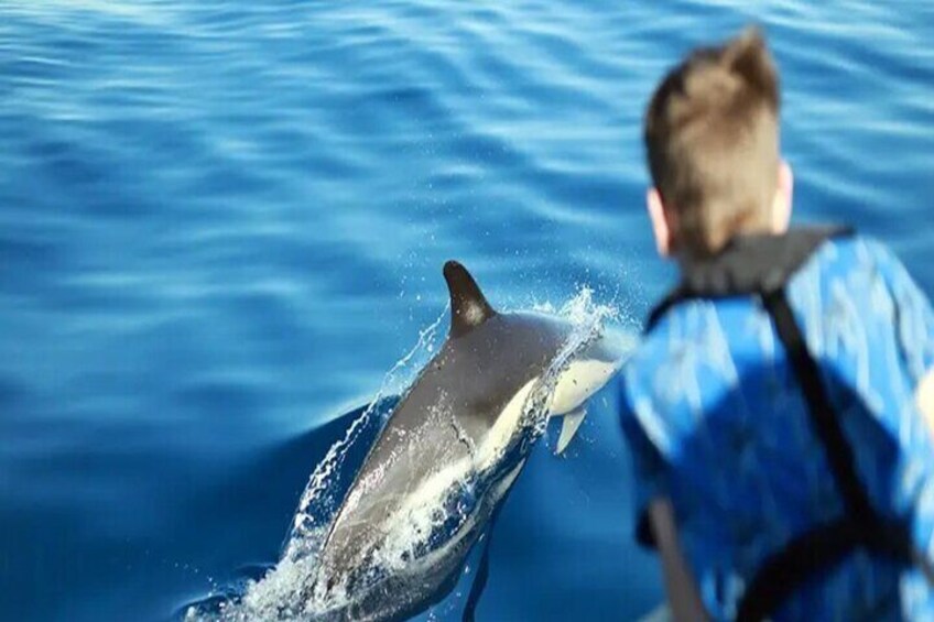 Dolphin Watching and Bathing in Papagayo Lanzarote Beach
