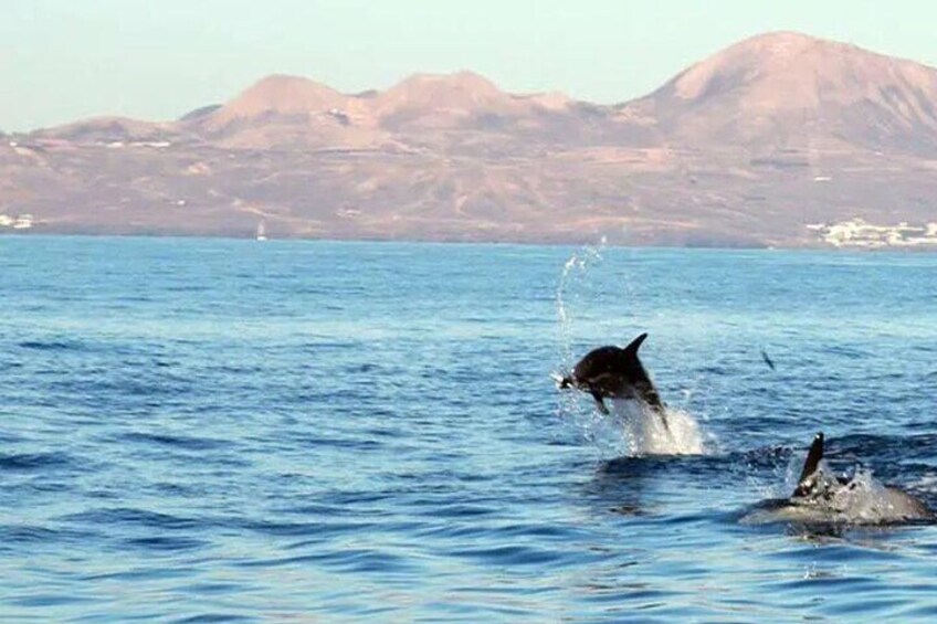 Dolphin Watching and Bathing in Papagayo Lanzarote Beach