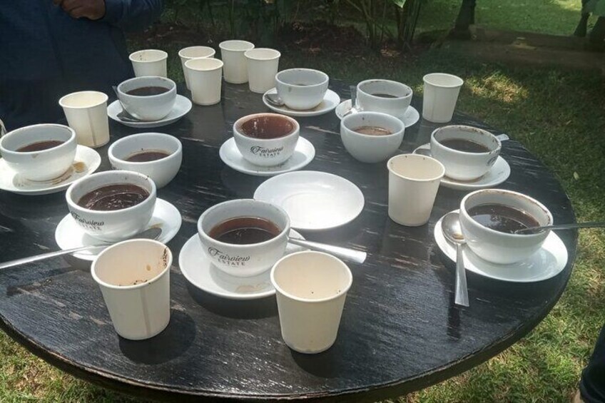 Coffee Farm Experience with Transfer 