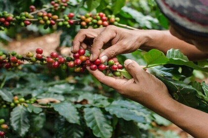 Coffee Farm Experience with Transfer