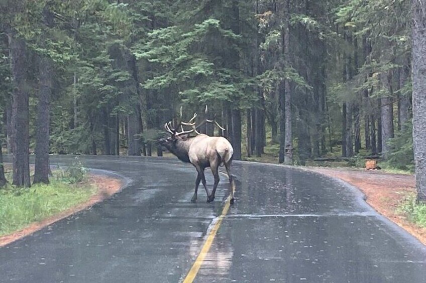 Wildlife Tour in Banff