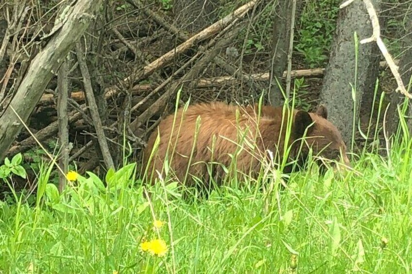 Wildlife Tour in Banff