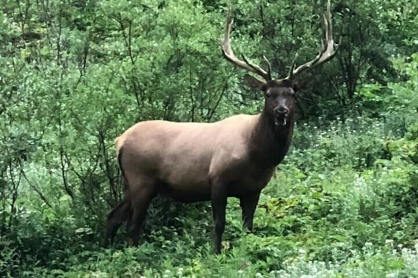 Wildlife Tour in Banff