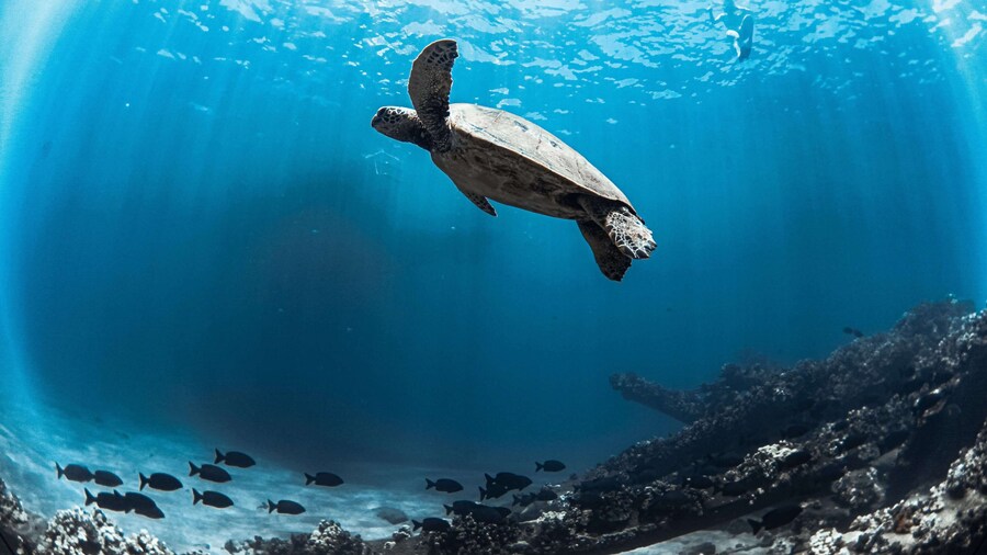 Maui: Kaanapali Beach 4-hour Snorkel w/ BBQ Lunch & Open Bar