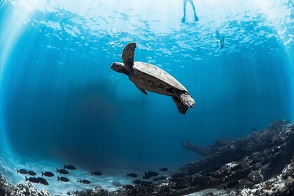 Maui: Kaanapali Beach 4-uur snorkelen met BBQ lunch & open bar