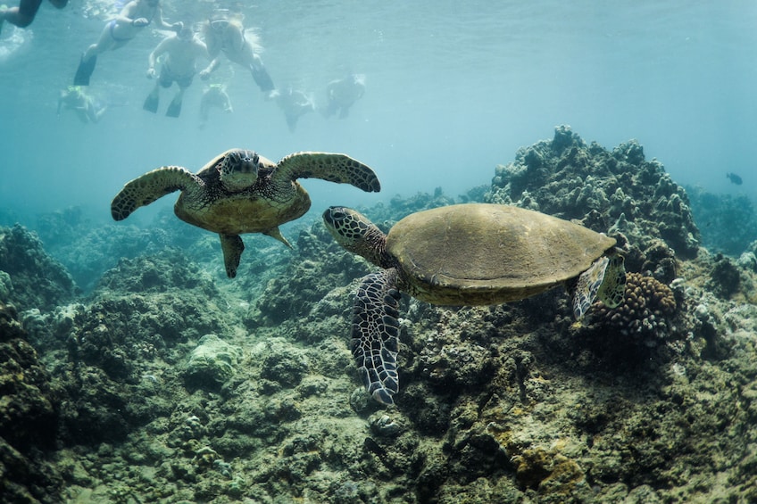 Maui: Kaanapali Beach 4-hour Snorkel w/ BBQ Lunch & Open Bar