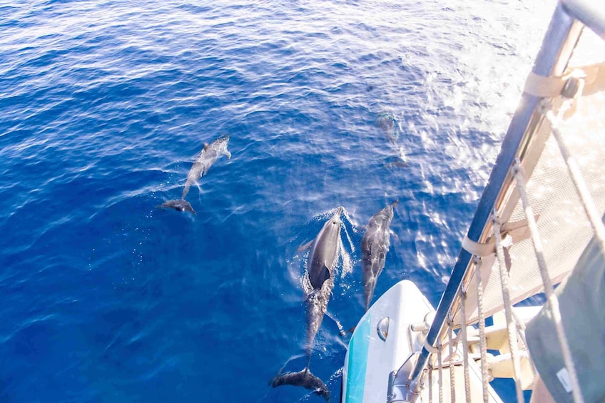 Maui: Kaanapali Beach 4-hour Snorkel w/ BBQ Lunch & Open Bar