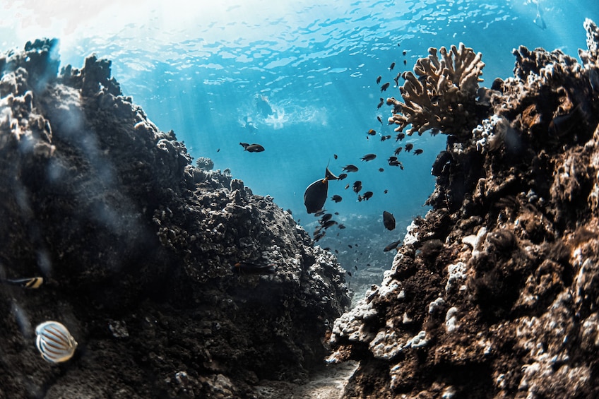 Maui: Kaanapali Beach 4-hour Snorkel w/ BBQ Lunch & Open Bar