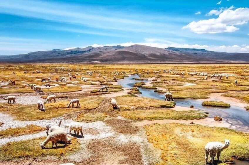 2 Days Night Colca Canyon from Arequipa with End in Puno