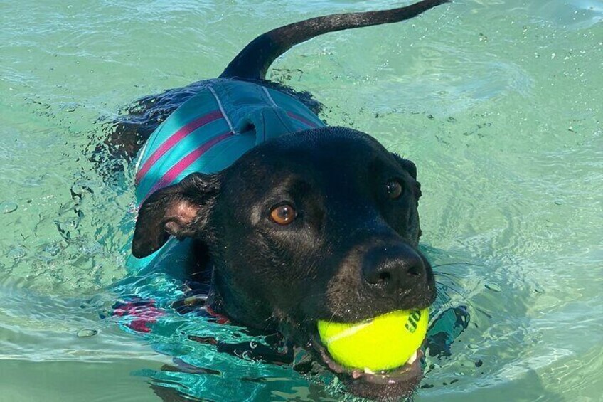 Swimming dogs! 
