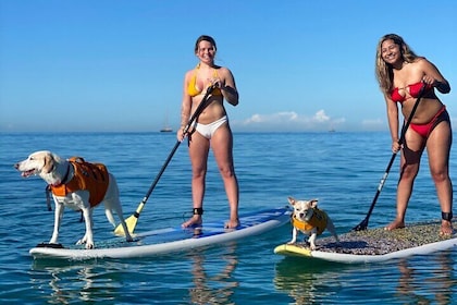 Paddle board Waikiki with Rescue Dogs