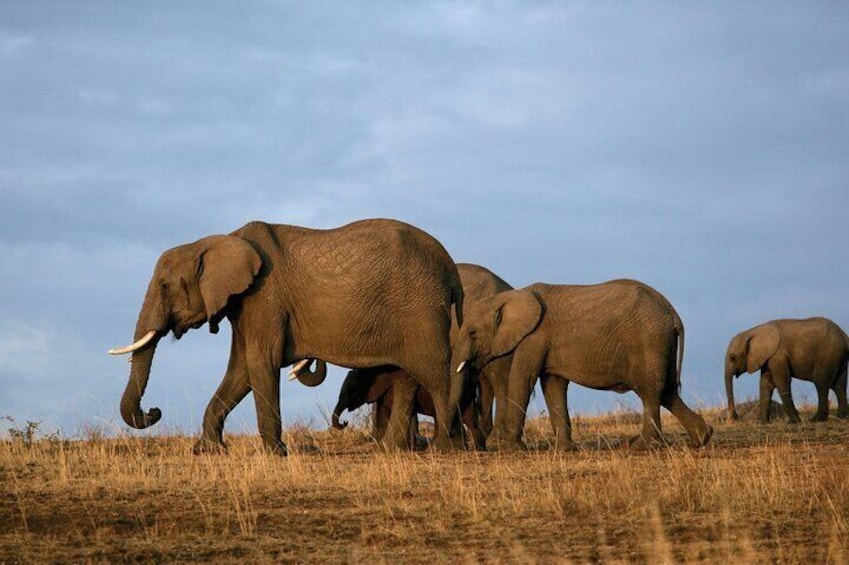 7 Day Tour in Kenya National Parks