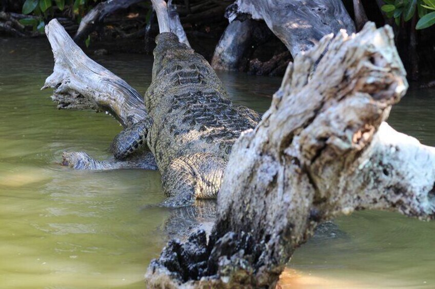 Private Full Day Trip in Rio Lagartos