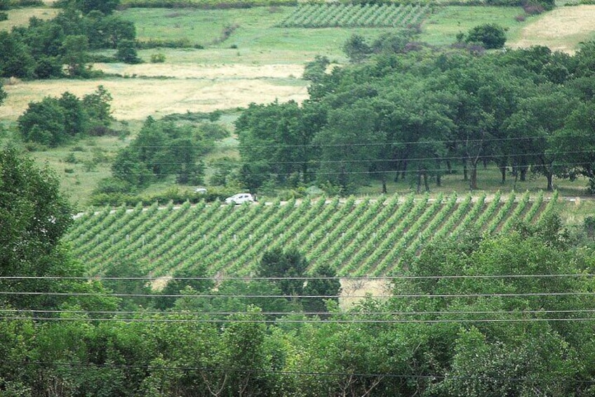 Valleyview Vines Tasting Experience