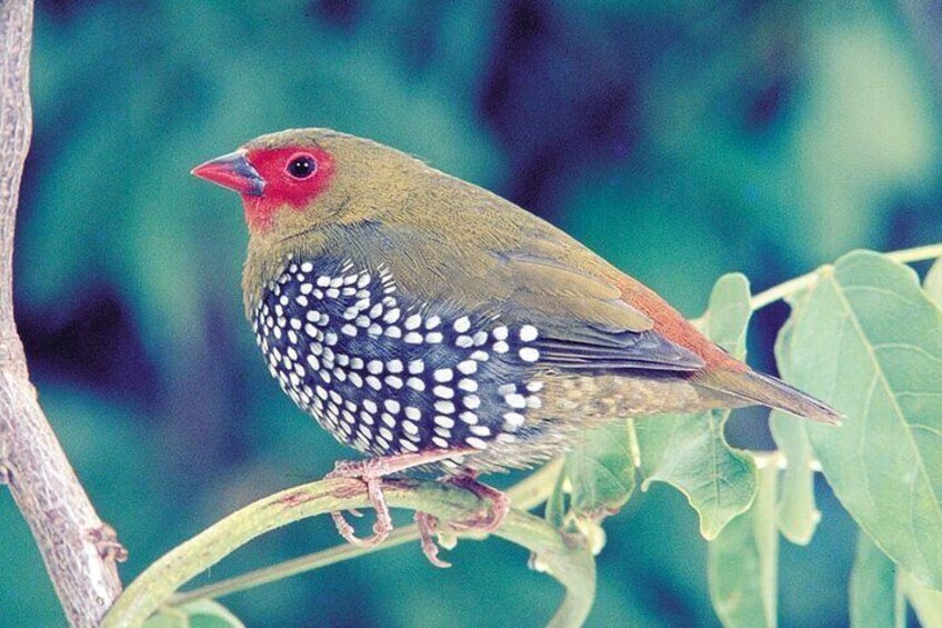 Durban Bird Watching Tour