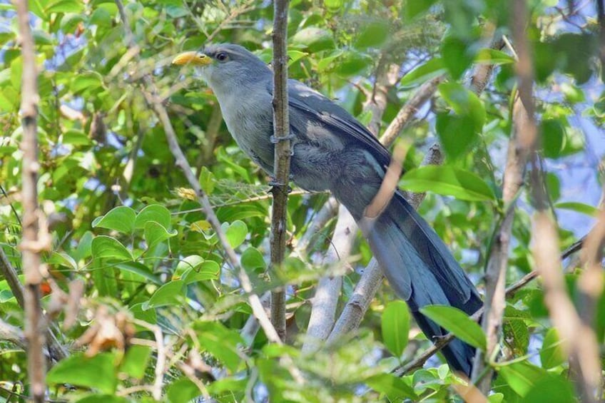 Durban Bird Watching Tour