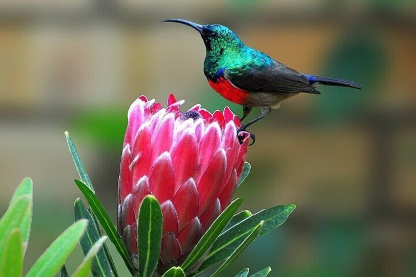 Durban Bird Watching Tour