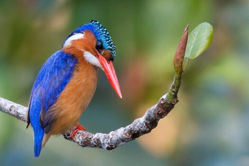 Durban Birdwatching Tour