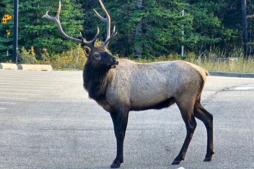Elk