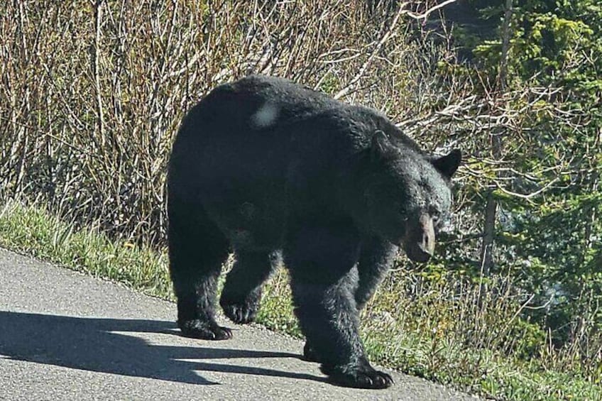 black Bear