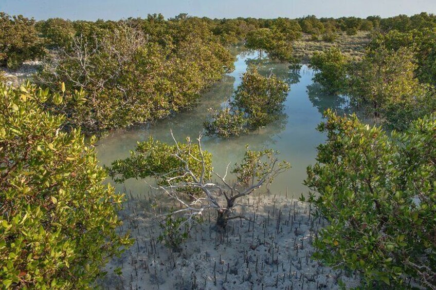 North Qatar Guided Expedition to Nature Charms